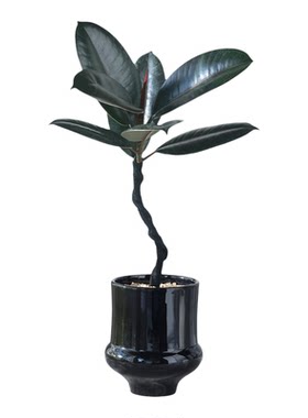 造型黑金刚橡皮树植物净化空气