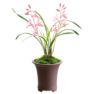 【市长红】兰花苗浓香建兰茶几盆栽带花苞国兰四季兰名贵绿植室内