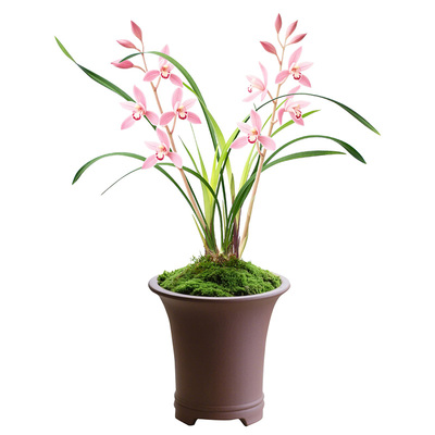 【市长红】兰花苗浓香建兰茶几