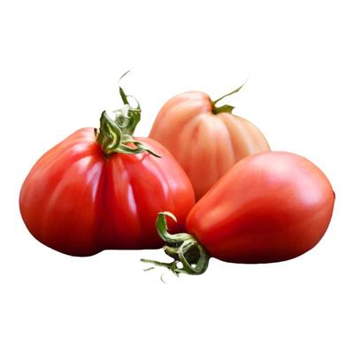 卡蜜尔牛排番茄种子浓郁皮薄多汁