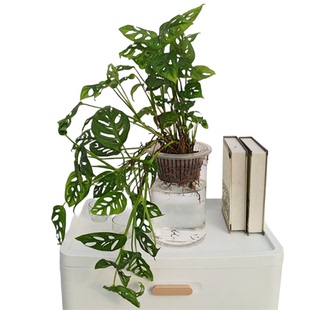 水培仙洞龟背竹水培植物盆栽绿植爬藤室内好养植物桌面花卉绿植