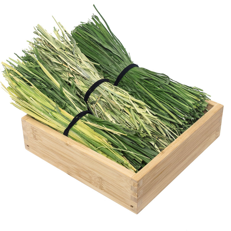 娜姐与兔【手挑捆草】兔子食用草