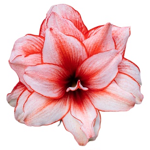 种花王大爷 朱顶红鬼魅种球多年生球根花卉盆栽地栽阳台庭院