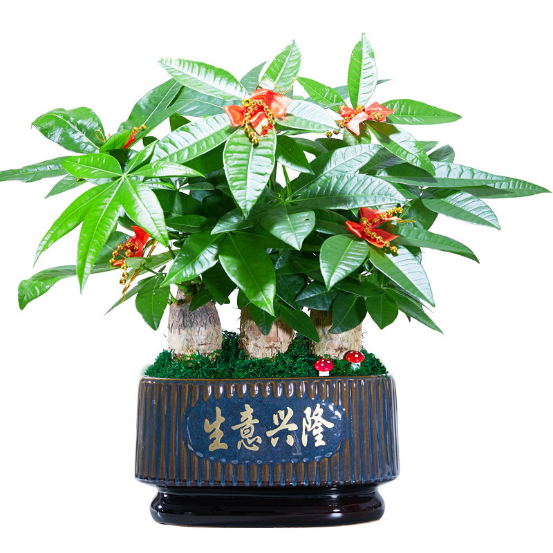 绿植大盆栽办公室店铺开业发财树