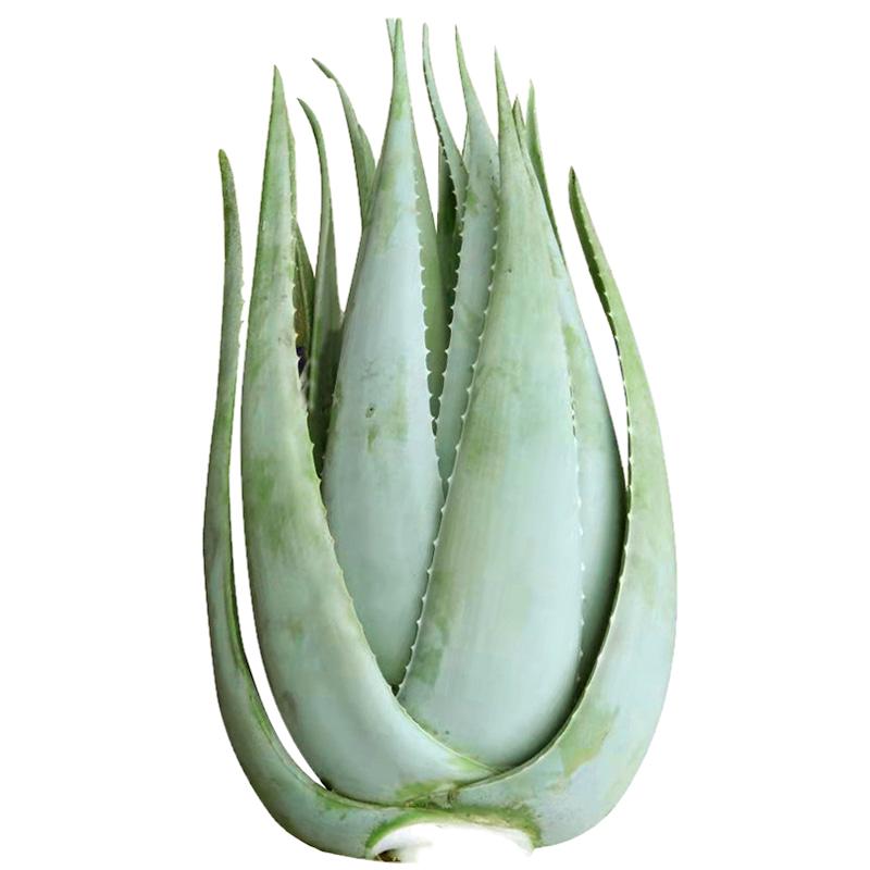 美国库拉索芦荟灌肤苗纳豆奶植物