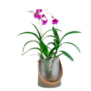 水培植物香水石斛兰盆栽室内净化空气优雅美观绿植蝴蝶兰秋石斛兰