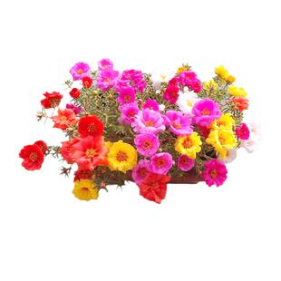 太阳花种子松叶牡丹四季种易活春夏秋开花室内阳台盆栽庭院花种籽