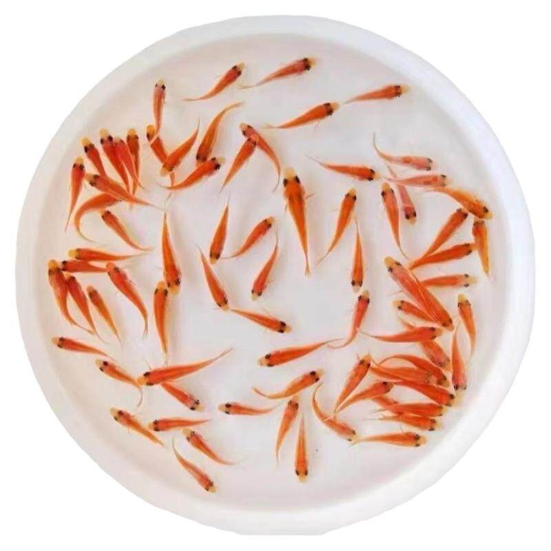 彩虹雕鱼苗红罗非鱼苗淡水鱼