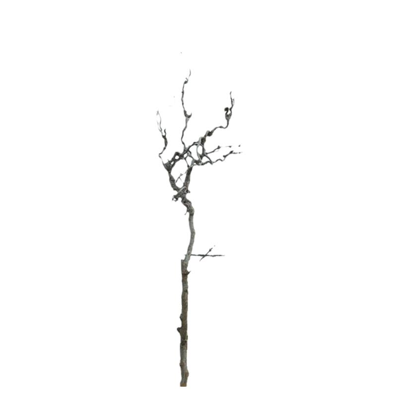 侘寂风枯枝龙枣树枝艺术天然弯曲禅意造景干花客厅干枝高级感装饰