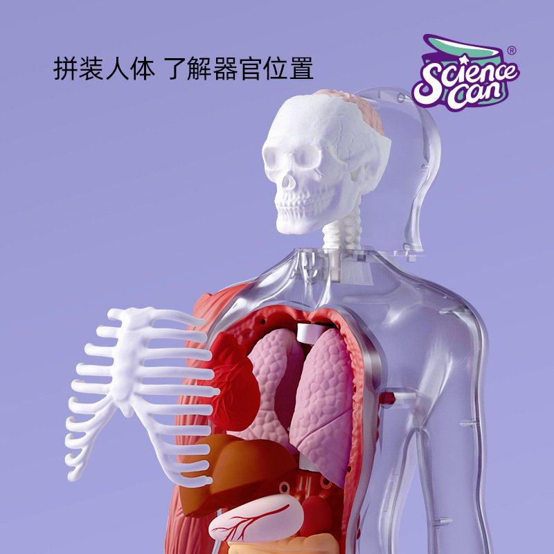 科学罐头人体解剖模型器官玩具百科身体我们儿童教学可拆卸的语音