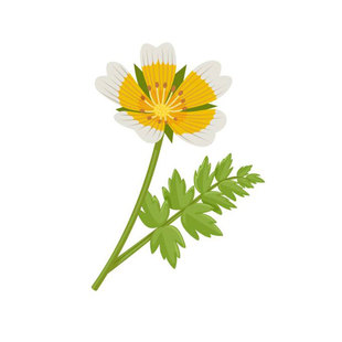 沼沫花种子20粒白池花荷包蛋花种籽室外内阳台盆栽春秋播