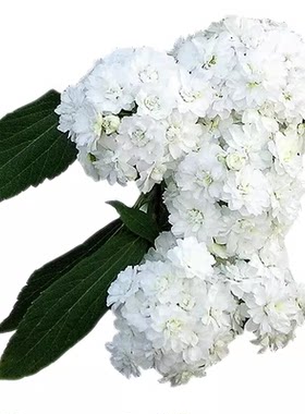 多年生耐寒热花期长小手球盆栽