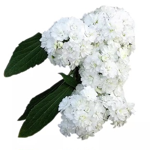 菱叶绣线菊盆栽珍珠梅小手球耐寒热花期长多年生灌木庭院阳台植物