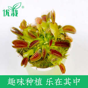 捕蝇草盆栽食虫植物猪笼草容易养春季 阳台客厅超大捕蚊草趣味盆栽