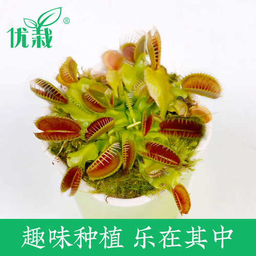 捕蝇草盆栽食虫植物猪笼草容易养春季阳台客厅超大捕蚊草趣味盆栽