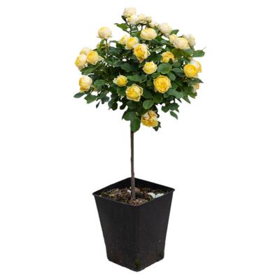 金丝雀铃之妖精露台微型玫瑰植物