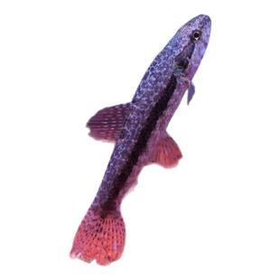 枯木牙鱼橙腹牙鱼活体南美奥黑牙鱼七彩牙鱼加拉辛肉食性猛鱼