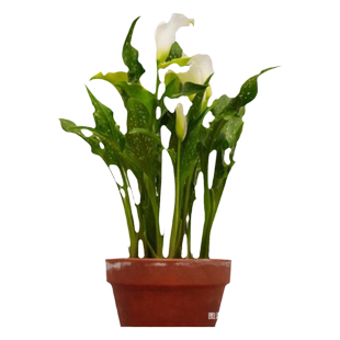 现货马蹄莲种球进口土培花种彩色花卉开花球块根可盆地栽园艺虹越