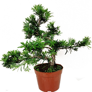 精品雀舌罗汉松盆景老桩造型树绿植四季常青花卉客厅摆件观茎木本