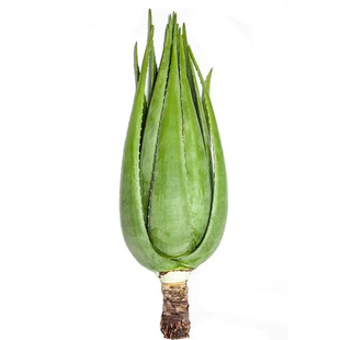 库拉索芦荟盆栽室内大盆可食用芦荟植物美容绿植芦荟苗美容院专用