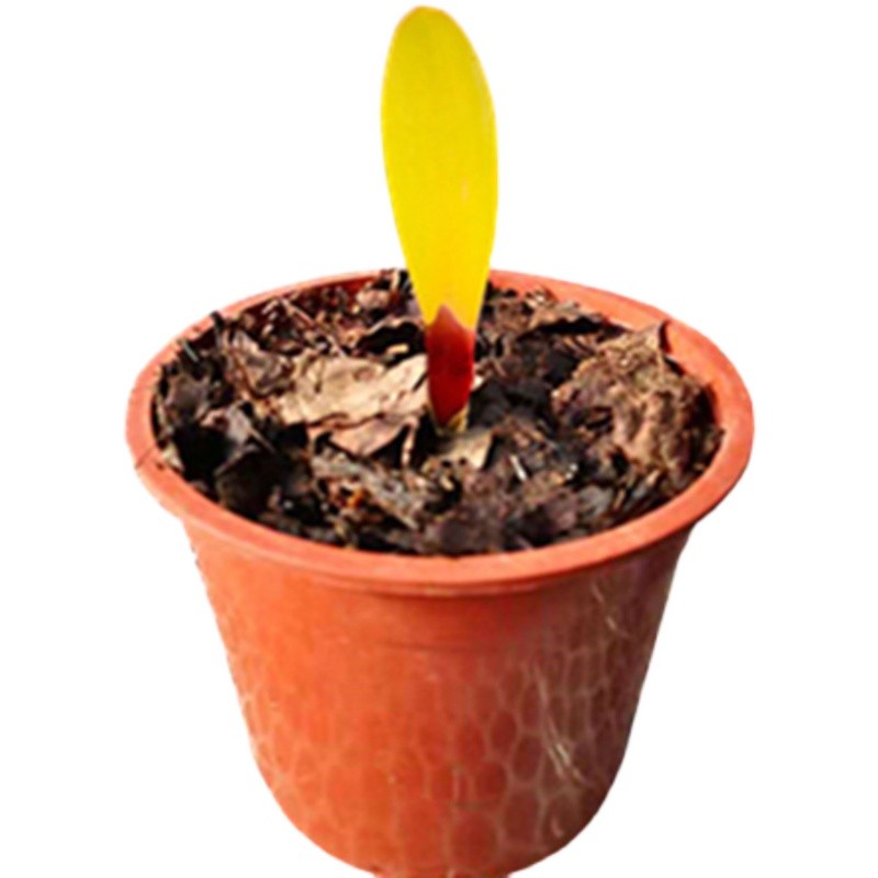 黄色佛光君子兰奇异花卉绿植盆栽