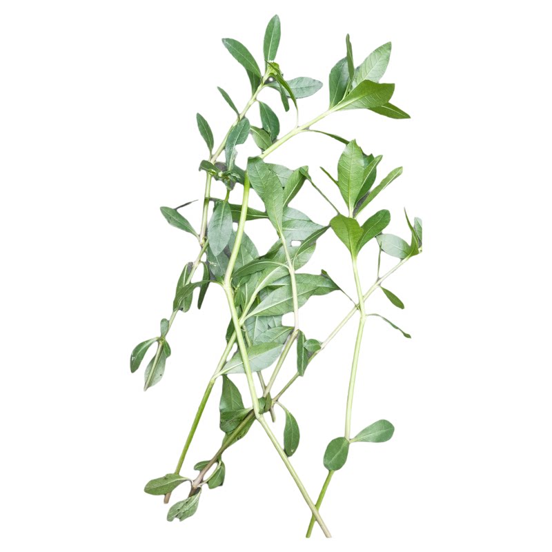 新鲜空心莲子草可栽种可入药
