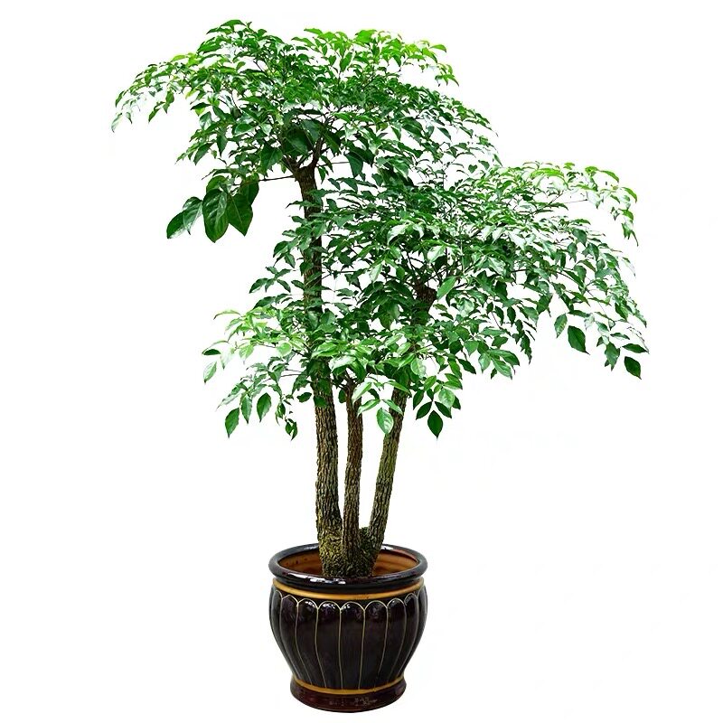 绿植前台展厅大门富贵树