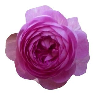 海蒂的花园 玛姬婶婶微型月季丰花易开花芳香多季开庭院花卉盆栽