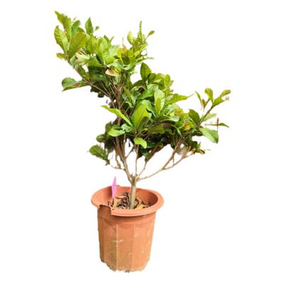 神秘果树苗四季种植盆栽地栽果树苗带土带叶淘宝15年老店