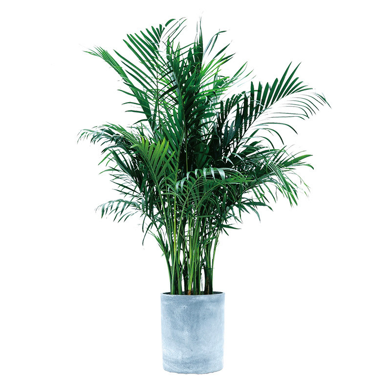 武汉大型盆栽富贵椰子客厅绿植办公室室内大型盆栽常青绿化植物