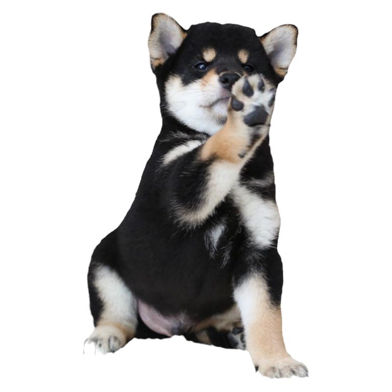 双血统柴犬纯种幼犬日本豆柴犬舍