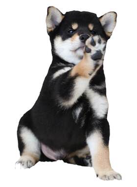 双血统柴犬纯种幼犬日本豆柴犬舍