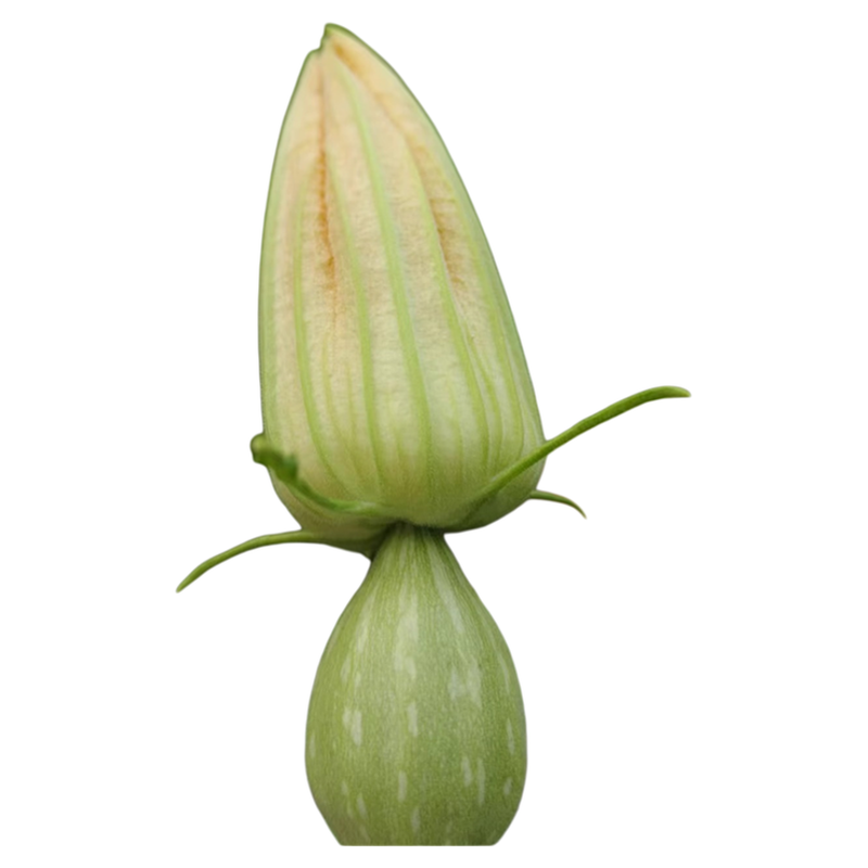农家带瓜南瓜花食用新鲜南瓜花