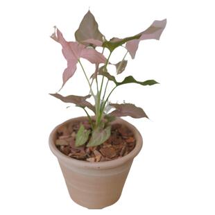 PHYSIS 植物复古系粉红飞溅合果芋室内疯长盆栽美观好养ins风植物