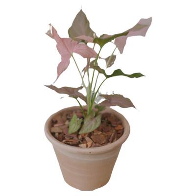 粉红飞溅合果芋室内美观好养疯长