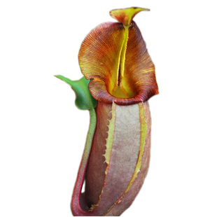 维奇猪笼草 小虫草堂食虫植物实生苗盆栽高地低地食虫草稀有奇趣