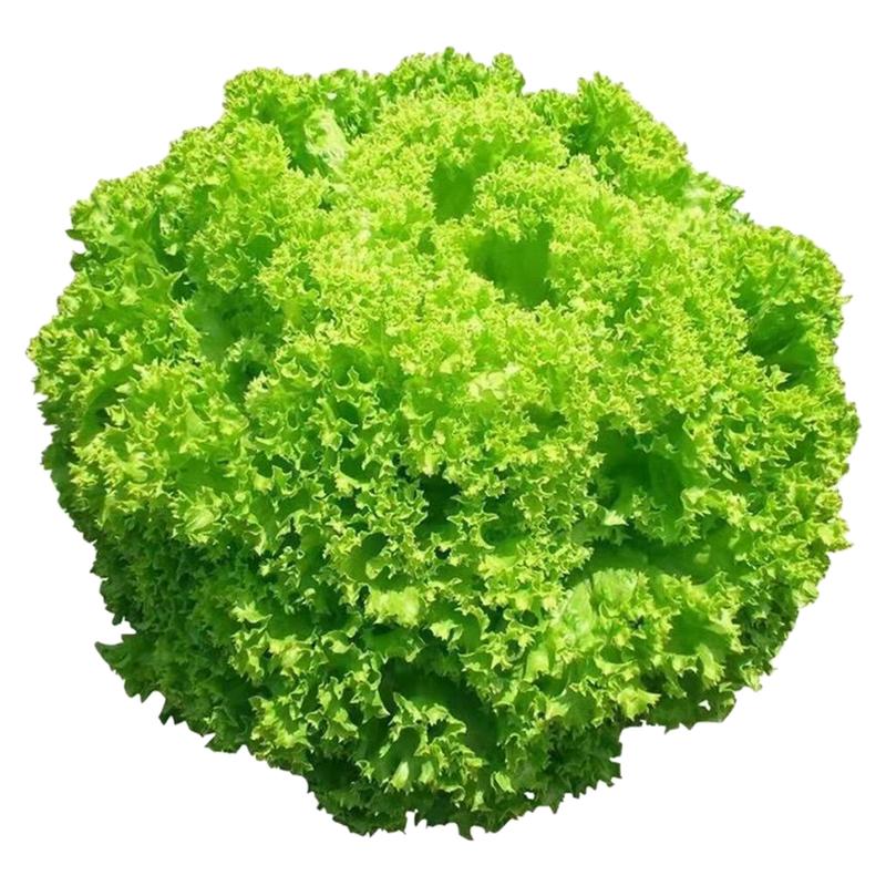 大速生菜种子高产四季播种生菜耐寒易种植可盆栽水培生吃蔬菜种子