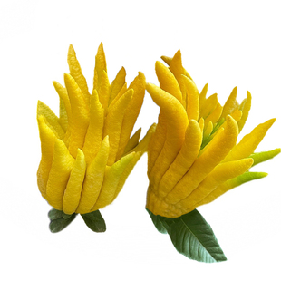 【现摘现发】金华佛手鲜果 佛手果花卉佛手柑闻香 清供把玩插花瓶