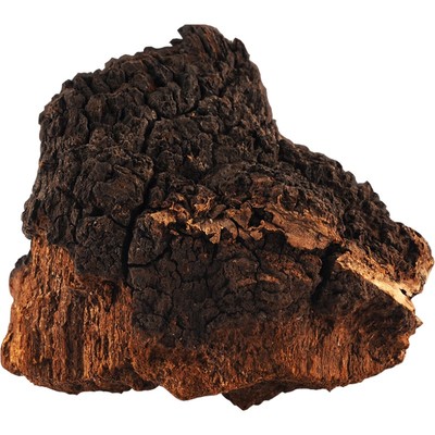 桦树茸桦褐孔菌白桦茸长白山