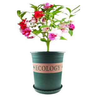 重瓣茶花凤仙花种子七彩指甲花盆栽小学生科学实验花种籽孑子
