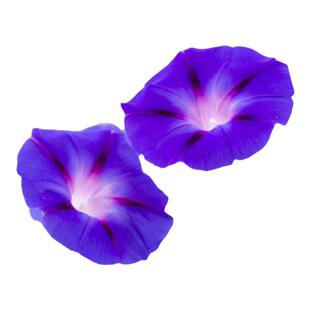 四季花卉多年生宿根耐寒攀爬藤美国大牵牛花苗别墅庭院花园植物