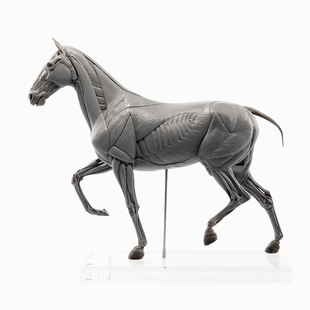 EVO肌肉解剖PVC马科教模型手办摆件美术医学教学雕塑教具动物模型