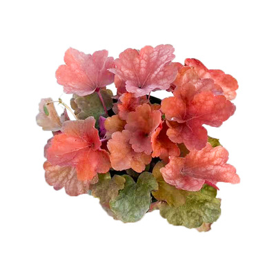 矾根多彩盆栽绿植耐寒耐热四季