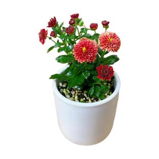 迷你变色姬雅菊花盆景素材耐寒耐热四季北斗之街花王白菊红菊黄虎