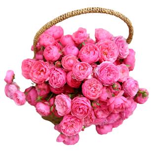 藤本月季花盆栽艾拉绒球爬藤玫瑰苗庭院攀援花卉植物蔷薇攀爬阳台