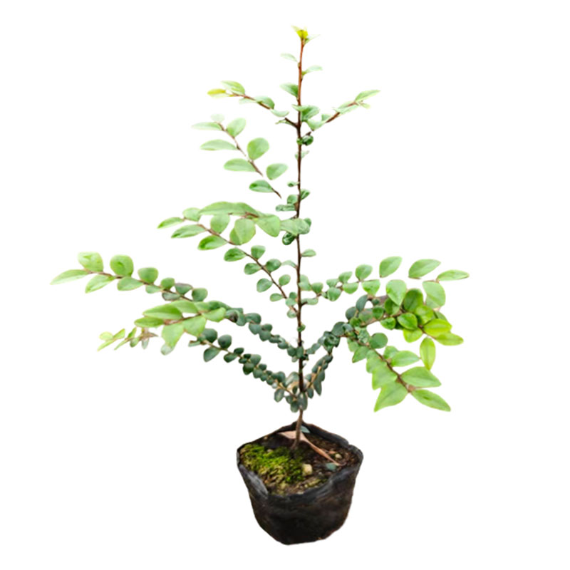 正宗名贵四大苗木金丝楠木树苗沉造型盆景