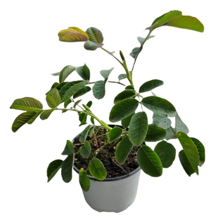 大马士革玫瑰可食用多年生香草植物盆栽克拉香草芳香提取精油纯露