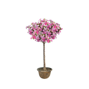 正宗耐寒海棠果苗树盆栽冬红果盆景老桩庭院南北方种植嫁接果树苗