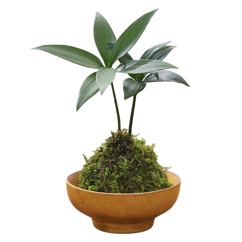 吉利红迷你苔藓球盆栽室内桌面绿植花卉四季水培好养植物净化空气