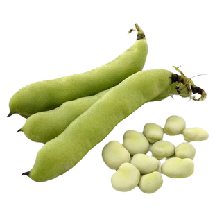 北斗七星蚕豆种籽特大高产蚕豆种子南方罗汉豆胡豆籽蔬菜种孑大全